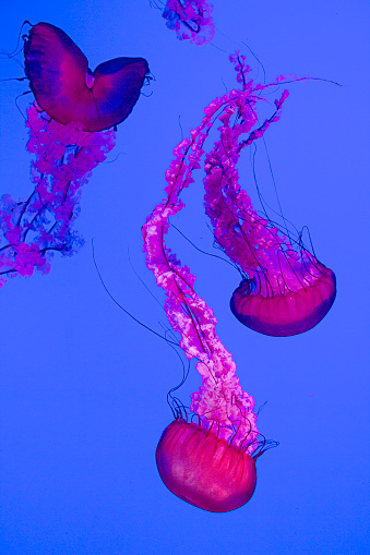 Close-up view of Jelly Fish in an aquarium.