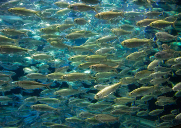 istock Mass of Small Fish Swimming 1188658948