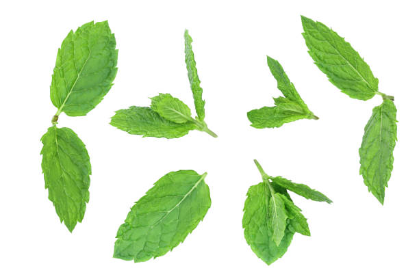 istock fresh green mint leaves isolated on white background, top view. Flat lay 1188660557