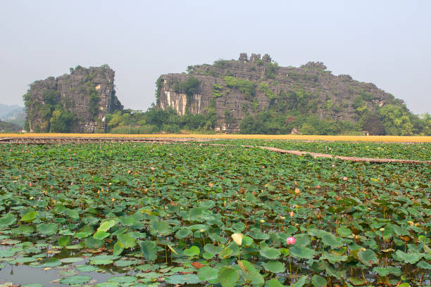 istock Panoramic view of karst formations and rice paddy fields in Tam Coc 1188660672