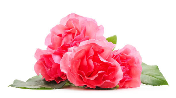 istock Beautiful pink flowers. 1188661512