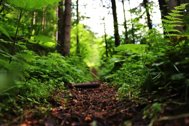 This picture shows a forest trail from the ground