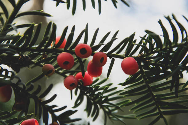 istock Winter background, fir tree brunches with red berry, abstract christmas background. 1188663268