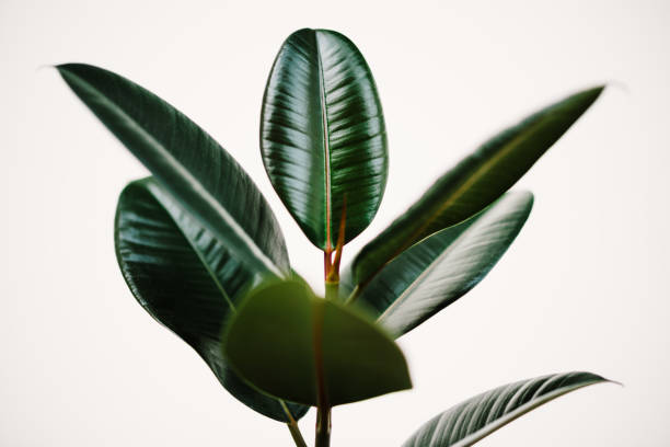 Ficus elastics, the Rubber plant, shallow depth of field Ficus elastics, the Rubber plant against a plain background, shallow depth of field. indian rubber houseplant stock pictures, royalty-free photos & images