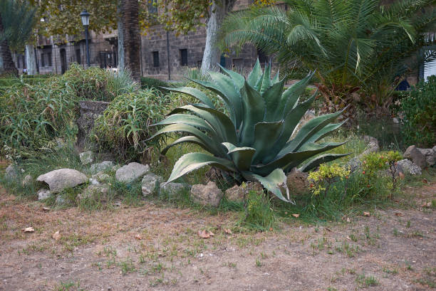 A close-up photo of the Agave cactus