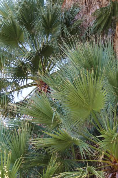 istock WASHINGTONIA FILIFERA - JOSHUA TREE NP - 101819 A 1188665364
