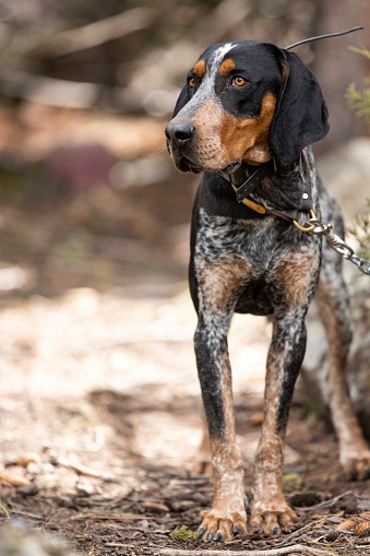 Tethered hunting dog