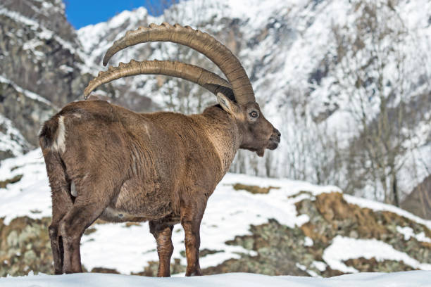 istock The wonderful Alpine ibex in Alps mountains (Capra ibex) 1188667517