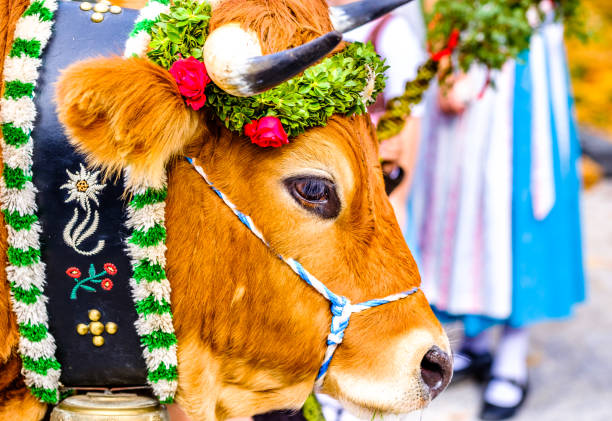 istock decorated cow for a festive alp returning 1188667521