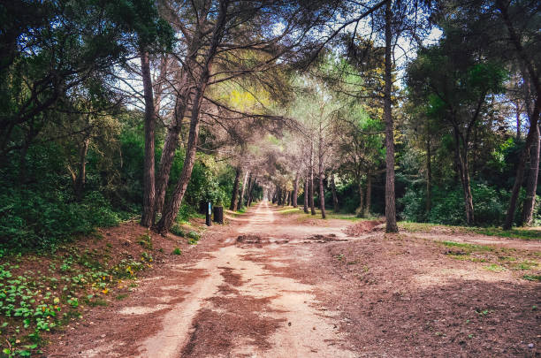 istock pathway in the park during summer with trees 1188668081