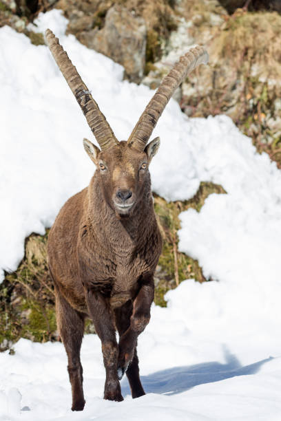 istock The wonderful Alpine ibex in Alps mountains (Capra ibex) 1188669514