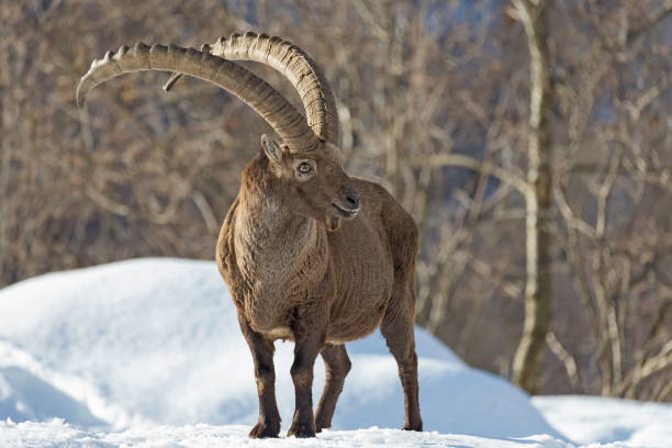 Alpine ibex, Capra ibex also known as the steinbock or bouquetin, is a species of wild goat that lives in the mountains of the European Alps.