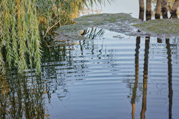 istock Reflection of trees growing from the water. 1188669686
