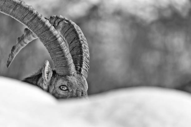 istock The Alpine ibex in snow (Capra ibex) 1188669827