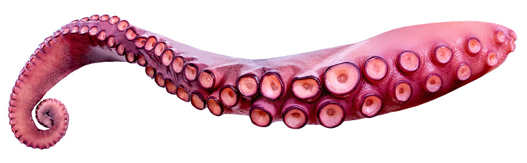 Tentáculos de pulpo aislados sobre el primer plano de fondo blanco.  Comida de mar photo