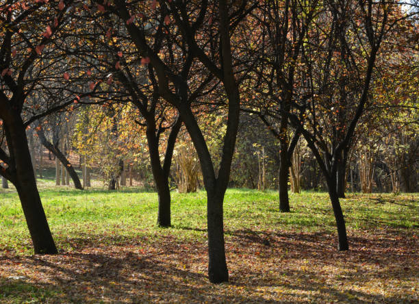 nature landscape and trees on autumn