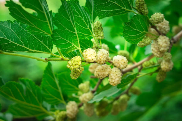 istock Ripe beautiful mulberry berry on a tree branch close-up. 1188673601