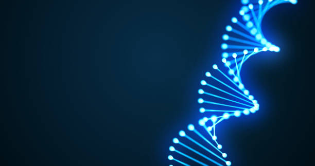 ilustraciones, imágenes clip art, dibujos animados e iconos de stock de bucle 3d en espiral de hélice de adn, molécula genética o célula cromosómica de luz azul sobre fondo negro. espiral de molécula de adn, célula del genoma para la ciencia molecular y la tecnología de la medicina genética humana - alimento genéticamente modificado