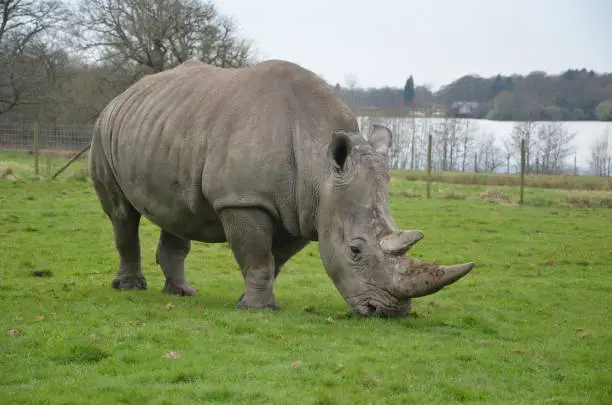 Photo of white rhinoceros at knowsley safari park lancashire england