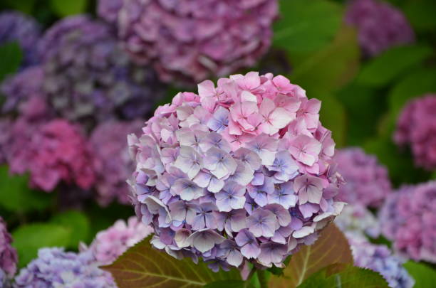 flowers at muncaster lakeland lake district