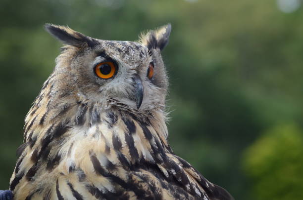 istock owl at muncaster castle lakeland lake district 1188674759