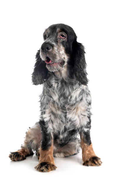istock old english cocke 1188676724