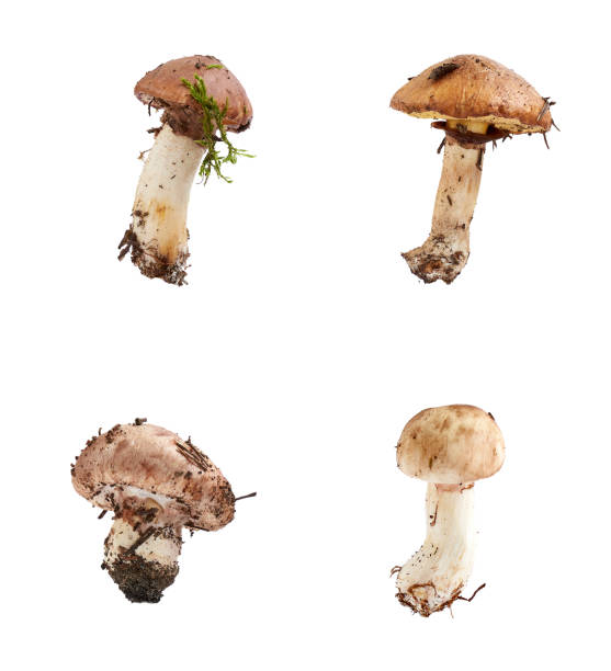 istock forest fresh raw edible mushroom Suillus luteus 1188677695