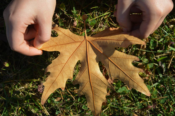 istock dry leaves on autumn 1188680580