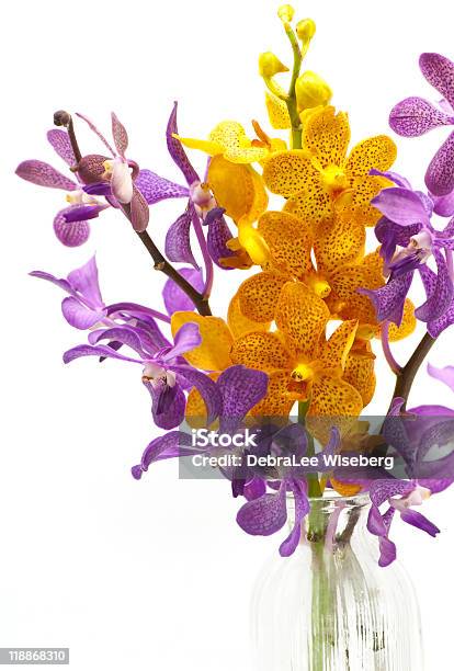 Sunny Disposition Stock Photo - Download Image Now - Orchid, Vase, Beauty In Nature