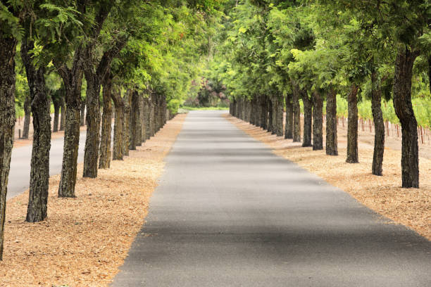 istock Rural Tree Lined Lane Diminishing Distance 1188683132