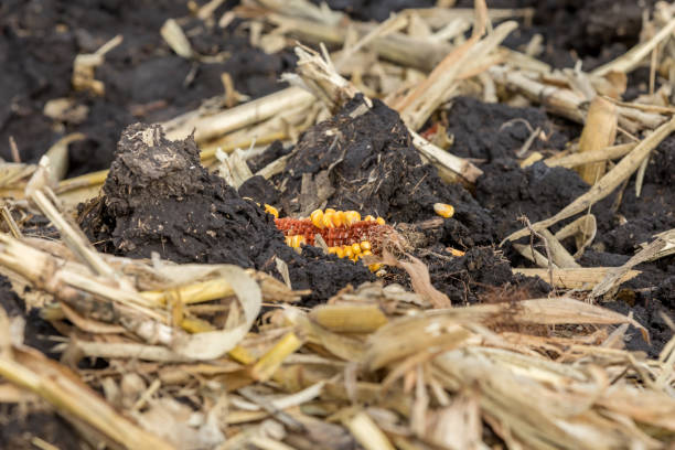 istock Closeup of cornfield with corn cob and kernels, cornstalks, and residue covered with black dirt clods after reduced tillage soil conservation using chisel plow 1188683759