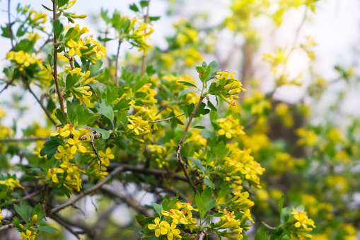 Caesalpinia flowers in Den Bosch