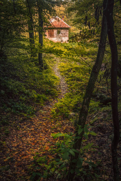 Small trail in the forest leading to a cabin in the wood during autumn season stock photo