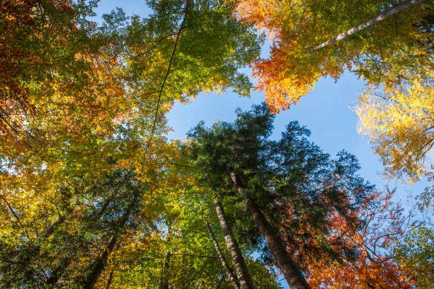 istock View to the autumnally colorful treetops 1188686258