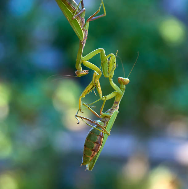 istock two big green praying mantis on a branch, close up 1188686472