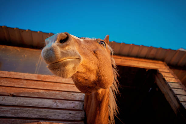 istock horses look out of the stables 1188689405