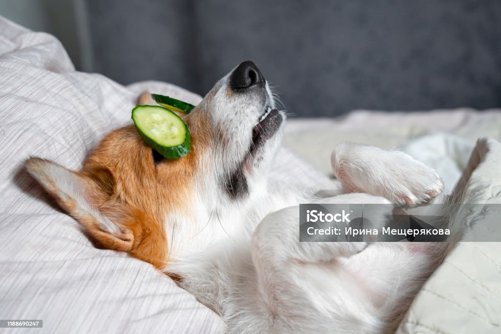 Cute red and white corgi lays on the bed with eye maks from real cucumber chips. Head on the pillow, covered by blanket, paw up. Dog Stock Photo