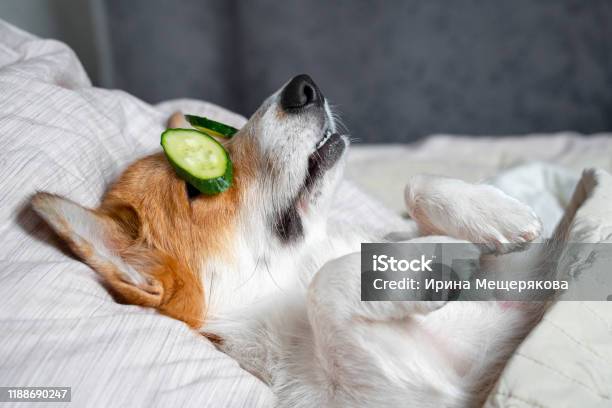 Cute Red And White Corgi Lays On The Bed With Eye Maks From Real Cucumber Chips Head On The Pillow Covered By Blanket Paw Up Stock Photo - Download Image Now