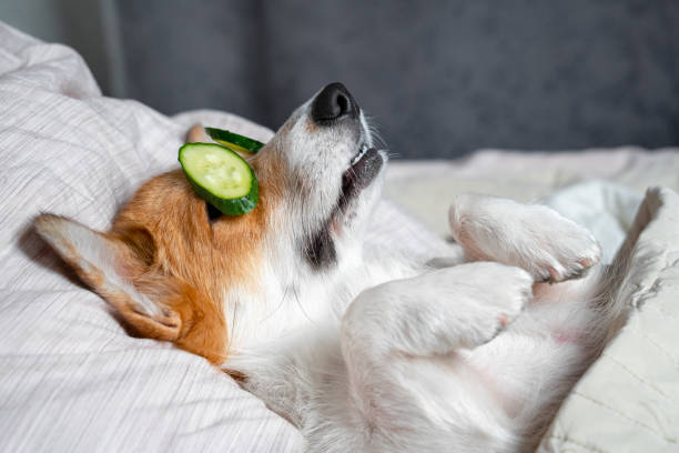 o corgi vermelho e branco bonito coloca na cama com maks do olho das microplaquetas reais do pepino. cabeça no travesseiro, coberta por cobertor, pata para cima. - body care - fotografias e filmes do acervo