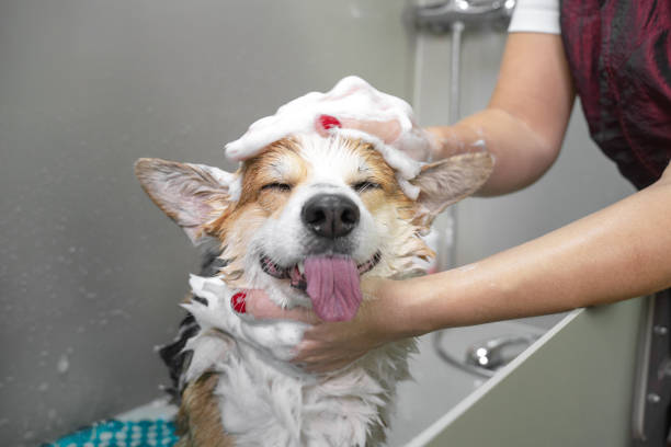 retrato divertido de un perro corgi pembroke galés duchando con champú.  perro tomando un baño de burbujas en el salón de aseo. - shampoo fotografías e imágenes de stock