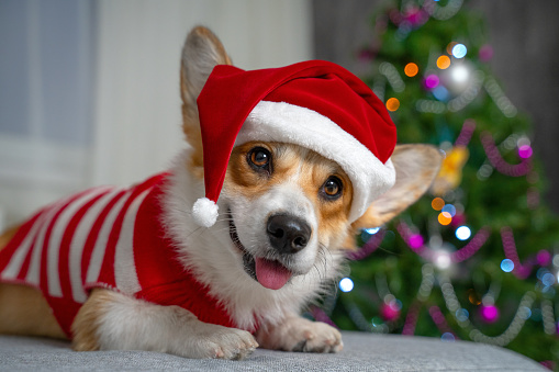 Funny shooting of cute red and white corgi laying on the sofa and wearing Santa Claus costume. New year or Christmas tree lights background