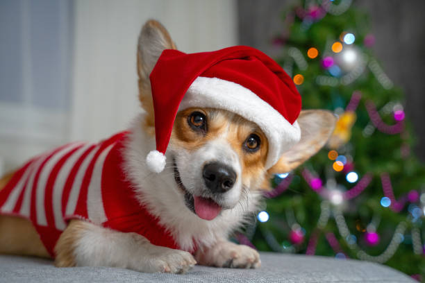 Funny shooting of cute red and white corgi laying on the sofa and wearing Santa Claus costume. New year or Christmas tree lights background Funny shooting of cute red and white corgi laying on the sofa and wearing Santa Claus costume. New year or Christmas tree lights background cardigan wales stock pictures, royalty-free photos & images