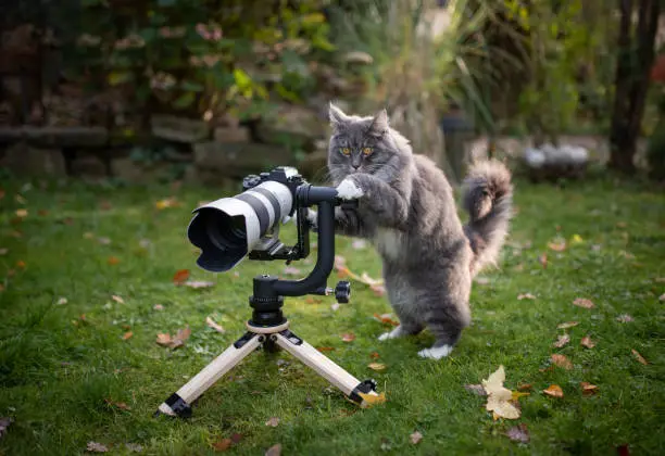 young blue tabby maine coon cat with white paws standing behind mirrorless camera with tele lens on a wooden tripod looking like a photographer