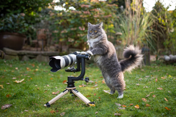 istock cat photographer 1188693306