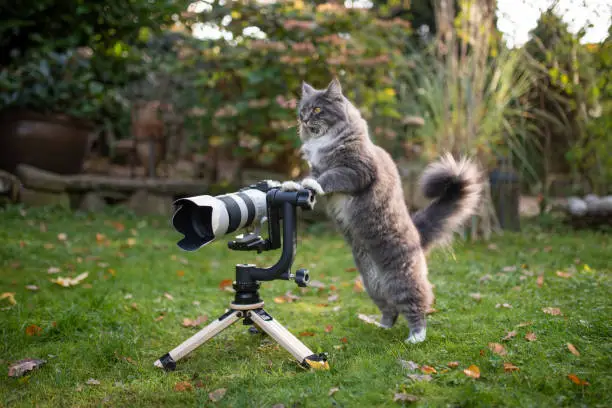 young blue tabby maine coon cat with white paws standing behind mirrorless camera with tele lens on a wooden tripod with gimbal looking like a photographer
