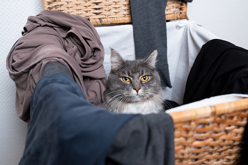 young blue tabby white maine coon cat inside of laundry basket looking out
