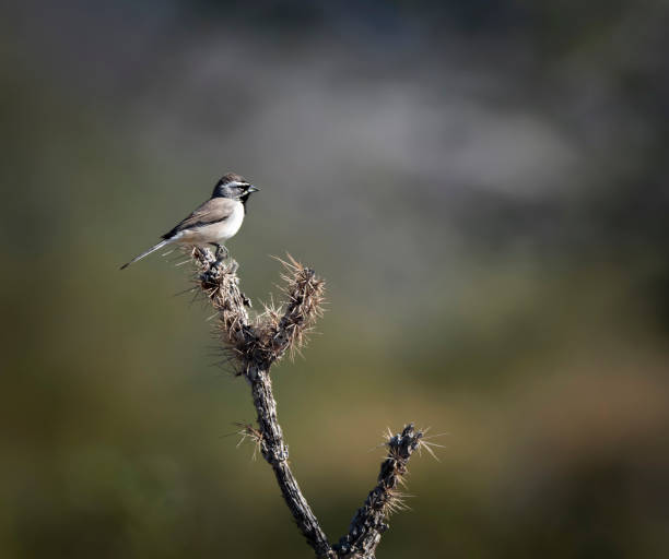 istock Bird in the Desert enjoying a Cactus 1188694706