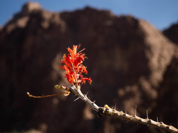 istock Kofa Wildlife Refuge 1188694777