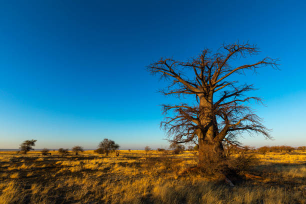 istock Large lone baobab tree against blue sky 1188696240