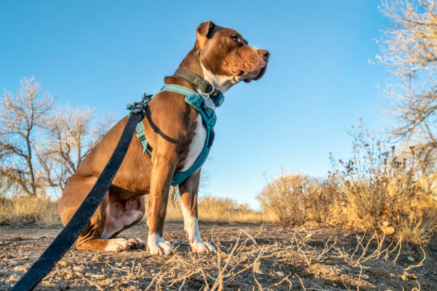 Young pit bull terrier dog in harness Young pit bull terrier dog in no pull harness sitting during outdoor walk bridle photos stock pictures, royalty-free photos & images